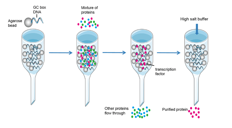 The Second Purification Step Is Which Type Of Chromatographic Separation Column Chromatography Protein Purification